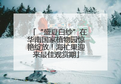 “盛夏白纱”在华南国家植物园惊艳绽放！海杧果迎来最佳观赏期