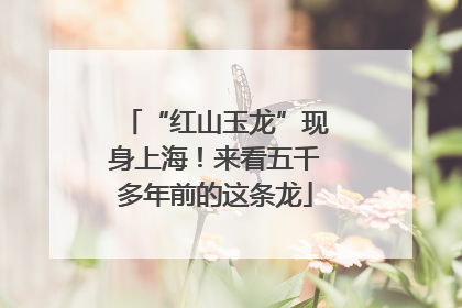 “红山玉龙”现身上海！来看五千多年前的这条龙