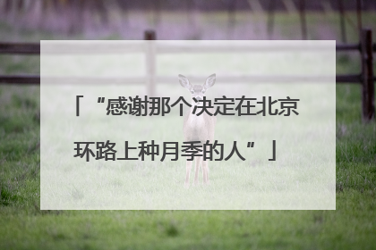 “感谢那个决定在北京环路上种月季的人”