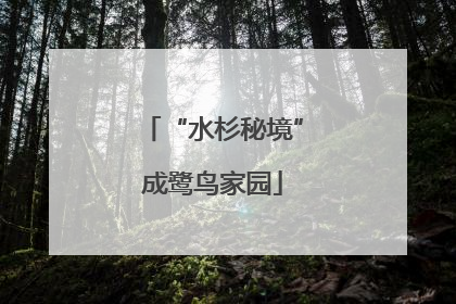 “水杉秘境”成鹭鸟家园