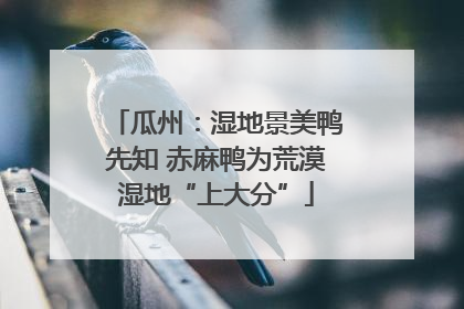 瓜州：湿地景美鸭先知 赤麻鸭为荒漠湿地“上大分”