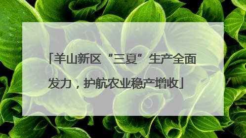 羊山新区“三夏”生产全面发力，护航农业稳产增收