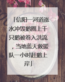 信阳一河道涨水冲毁鹅圈上千只鹅被卷入洪流，当地蓝天救援队一小时赶鹅上岸