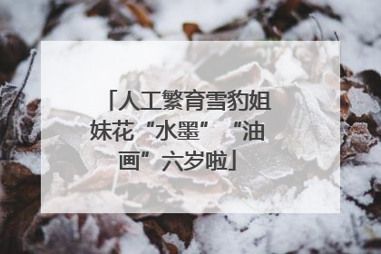 人工繁育雪豹姐妹花“水墨”“油画”六岁啦