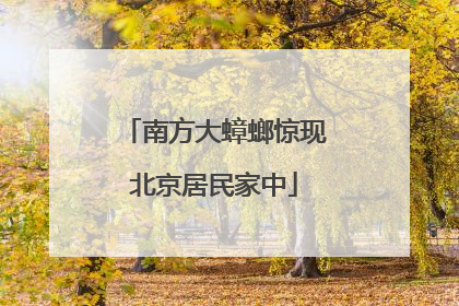 南方大蟑螂惊现北京居民家中