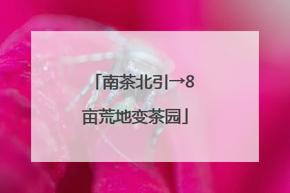 南茶北引→8亩荒地变茶园