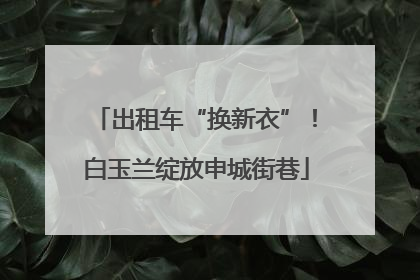 出租车“换新衣”！白玉兰绽放申城街巷