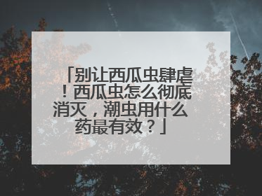 别让西瓜虫肆虐！西瓜虫怎么彻底消灭，潮虫用什么药最有效？