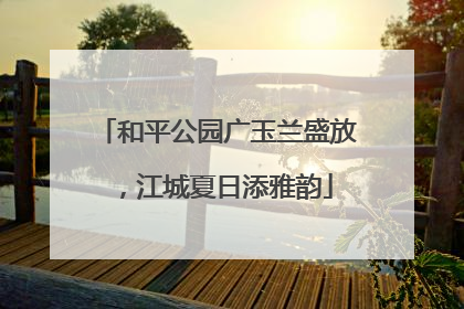 和平公园广玉兰盛放，江城夏日添雅韵