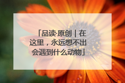 品读·原创｜在这里，永远想不出会遇到什么动物