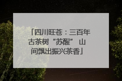 四川旺苍：三百年古茶树“苏醒” 山间飘出振兴茶香