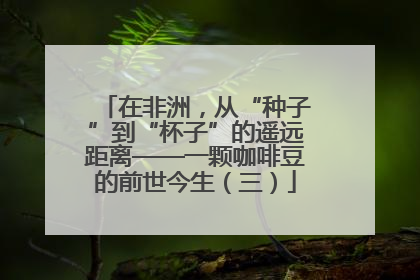 在非洲，从“种子”到“杯子”的遥远距离——一颗咖啡豆的前世今生（三）