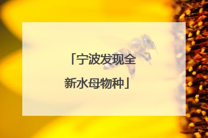 宁波发现全新水母物种
