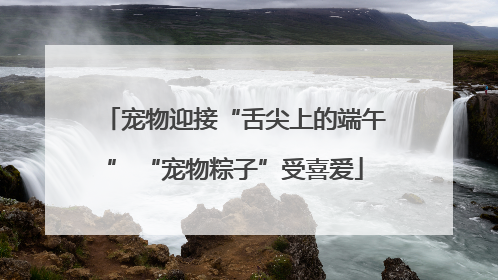 宠物迎接“舌尖上的端午” “宠物粽子”受喜爱