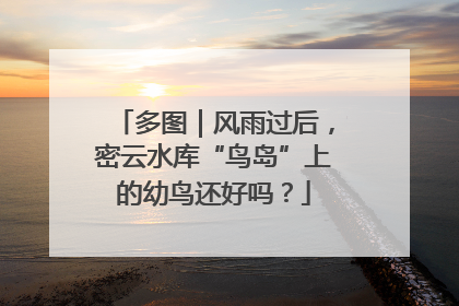 多图｜风雨过后，密云水库“鸟岛”上的幼鸟还好吗？