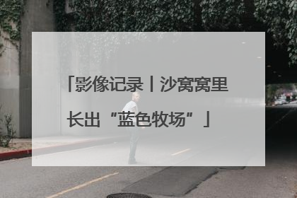 影像记录丨沙窝窝里长出“蓝色牧场”