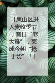 岚山区进入麦收季节，昔日“老大难”，变成今朝“抢手货”！