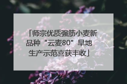 师宗优质强筋小麦新品种“云麦80”旱地生产示范喜获丰收