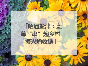 昭通盐津：蓝莓“串”起乡村振兴增收链