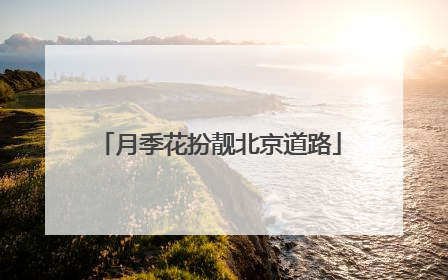月季花扮靓北京道路