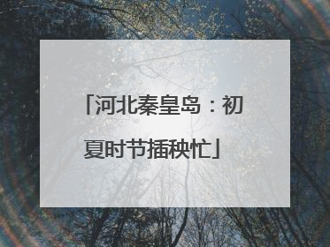 河北秦皇岛：初夏时节插秧忙