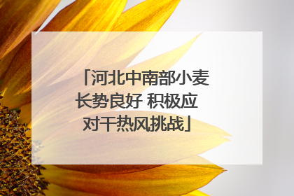 河北中南部小麦长势良好 积极应对干热风挑战