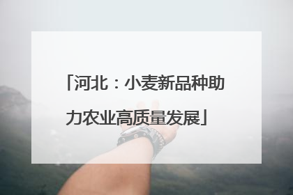 河北：小麦新品种助力农业高质量发展