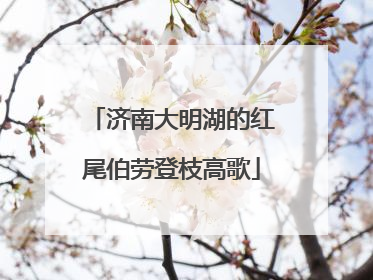 济南大明湖的红尾伯劳登枝高歌