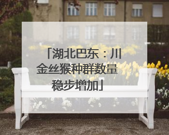 湖北巴东：川金丝猴种群数量稳步增加