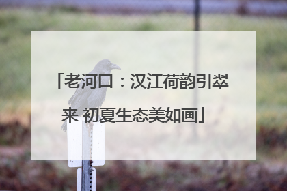 老河口：汉江荷韵引翠来 初夏生态美如画