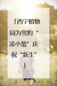 西宁植物园为雪豹“凌小蛰”庆祝“新生”
