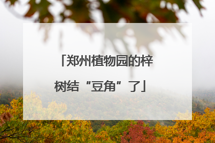 郑州植物园的梓树结“豆角”了