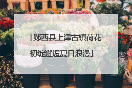 郧西县上津古镇荷花初绽邂逅夏日浪漫