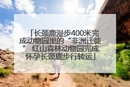 长颈鹿漫步400米完成动物园里的“非洲迁徙” 红山森林动物园完成怀孕长颈鹿步行转运