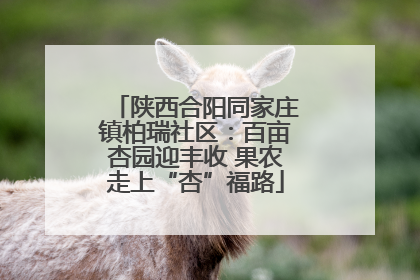 陕西合阳同家庄镇柏瑞社区：百亩杏园迎丰收 果农走上“杏”福路