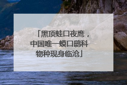 黑顶蛙口夜鹰，中国唯一蟆口鸱科物种现身临沧